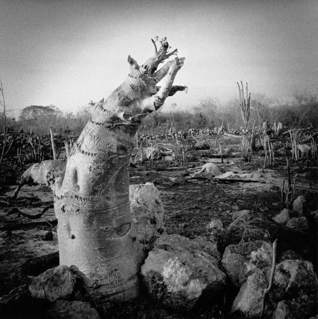 Graciela Iturbide, México 1998_2008